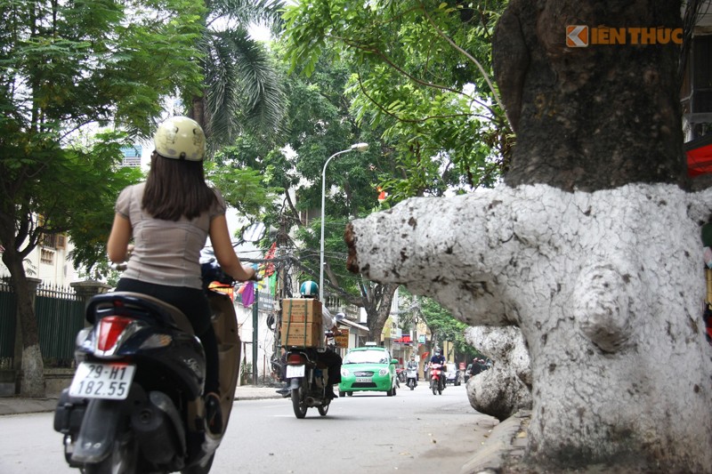 Nhung cay co thu ky di tren pho Doi Can, Ha Noi-Hinh-11